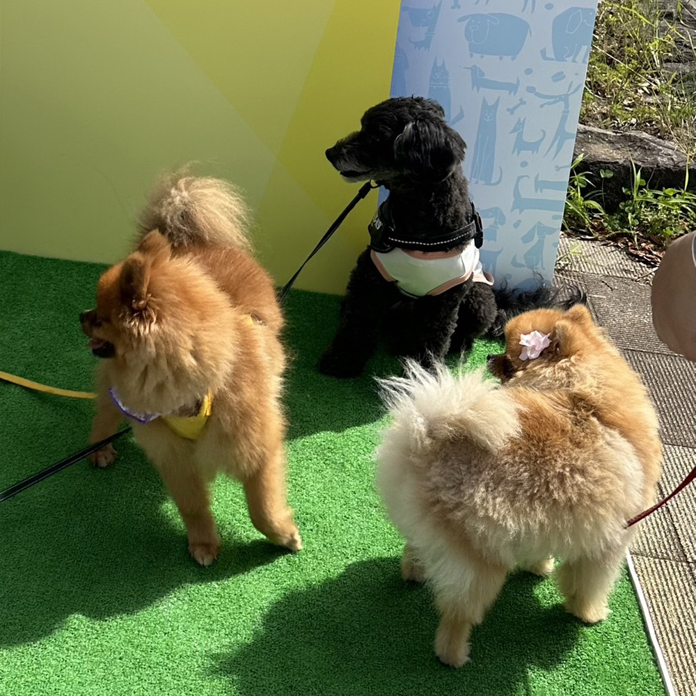 卒業犬のうみちゃんとミアちゃんの近況♪